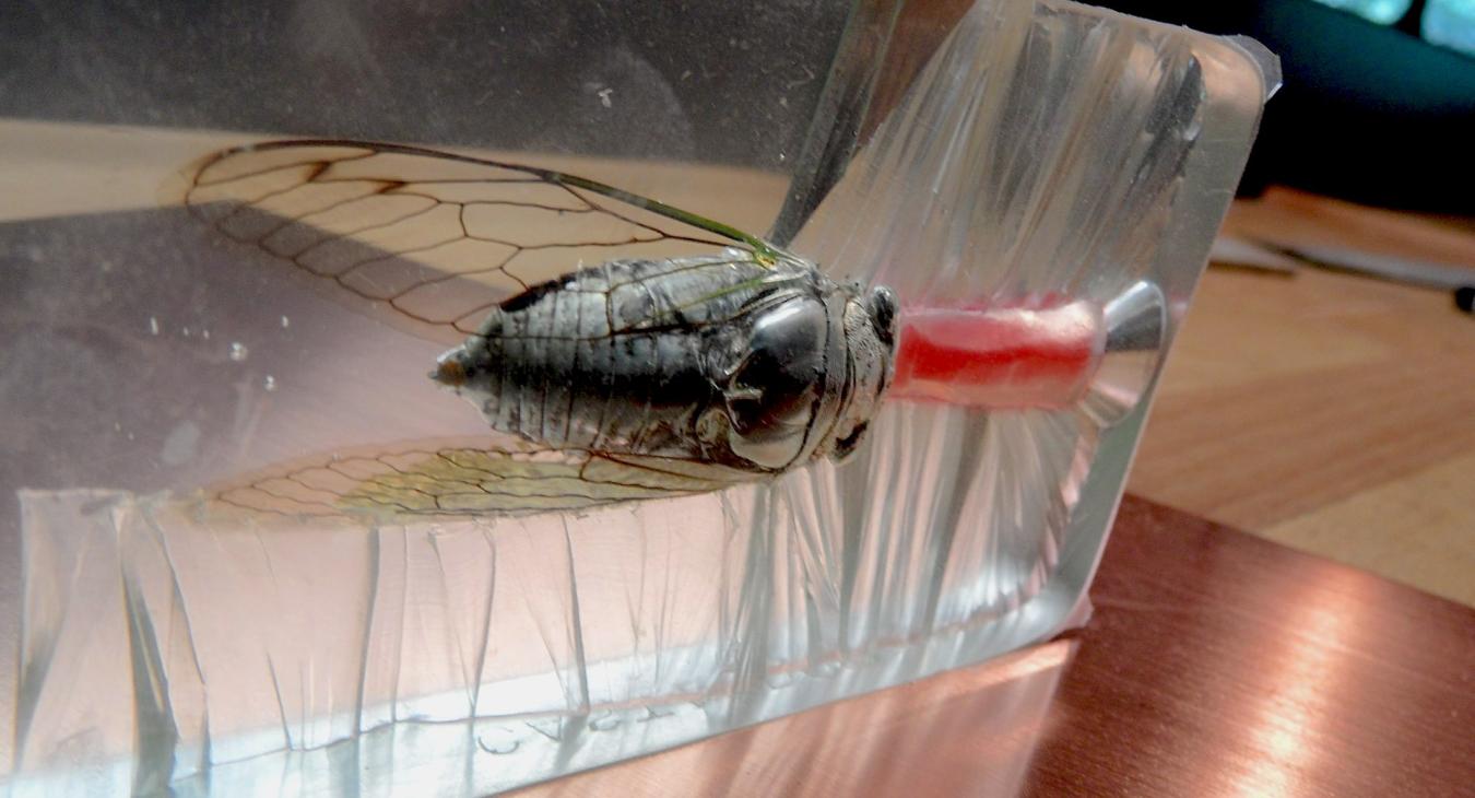 Cutting the bug from the rubber mold