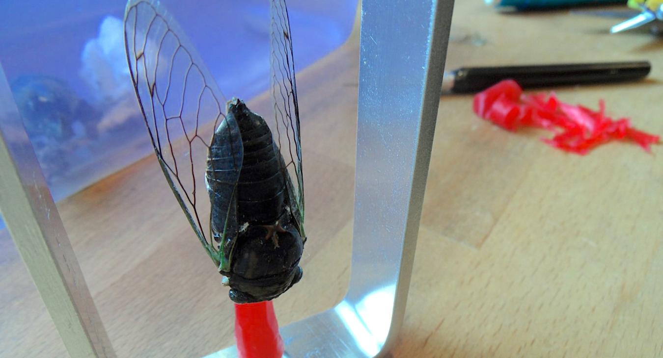 The bug in the mold frame.