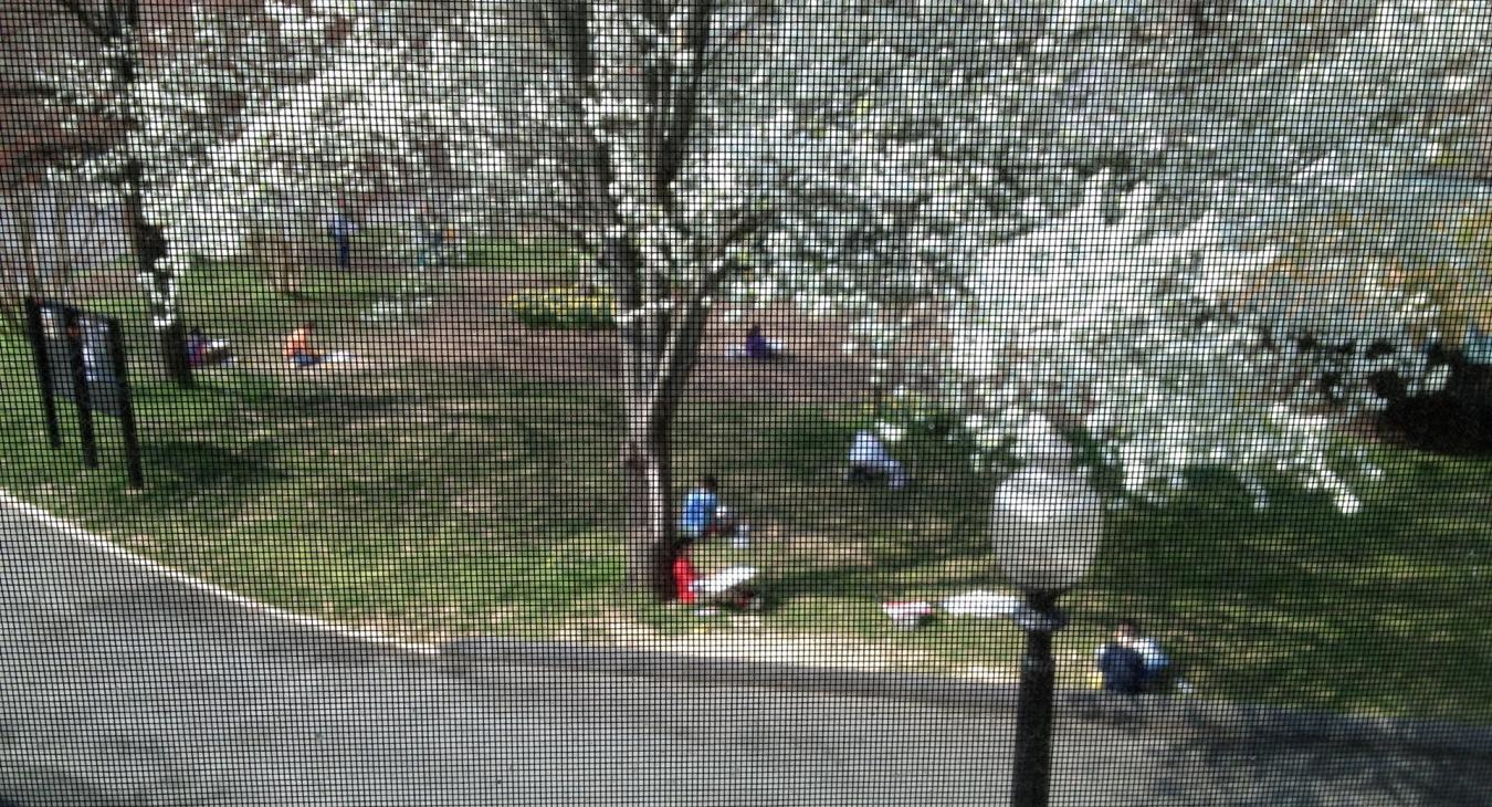 Children with sketch pads under flowering trees