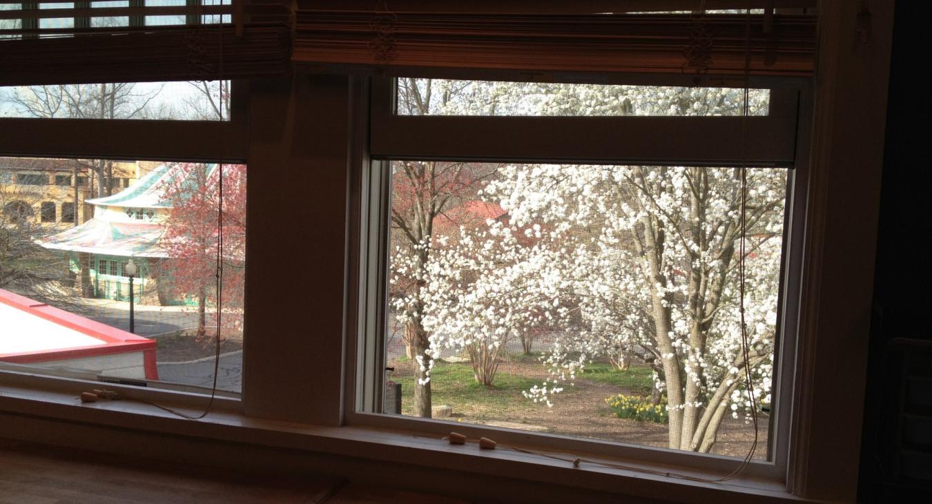 Spring leaves through the studio window