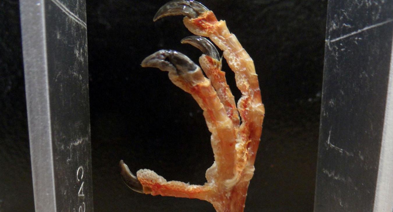 Bird claw ready to mold