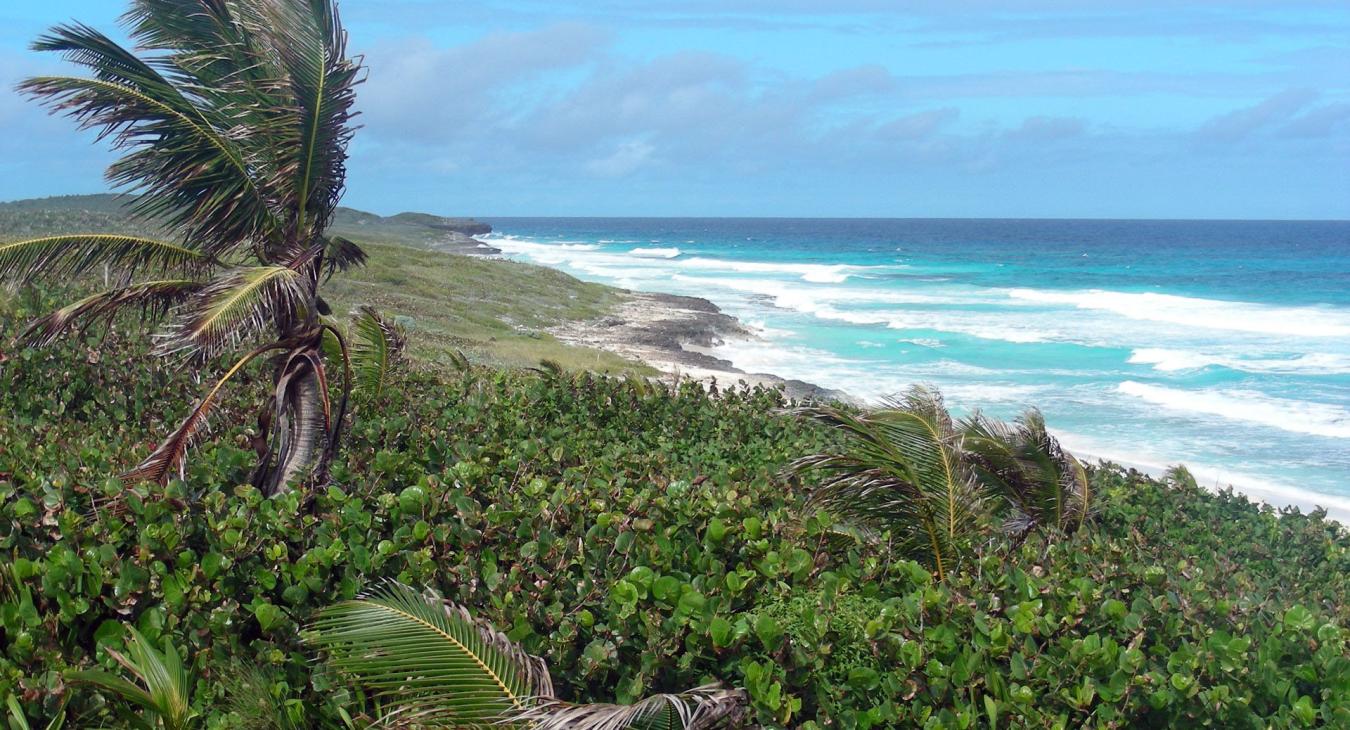 A view of grass and the beach in Long Island, The Bahamas