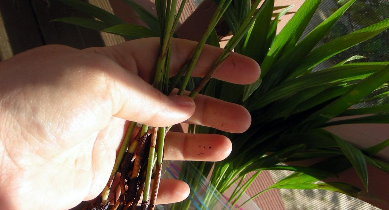 hand holding coconut spouts