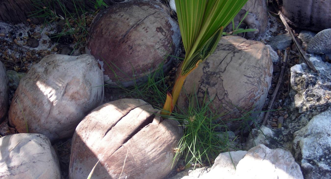 A sprouted coconut