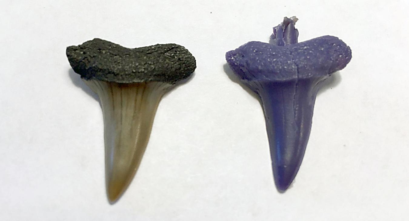 shark tooth and mold