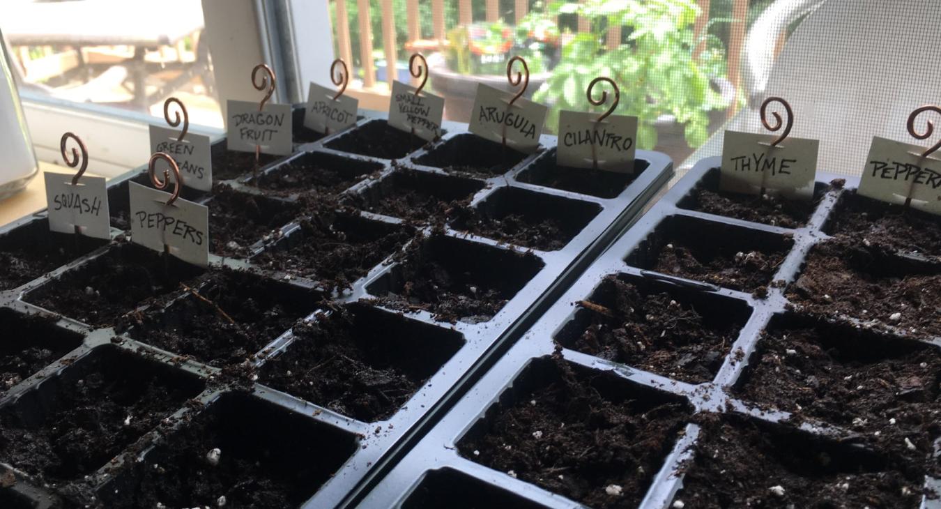 copper plant labels in dirt-filled trays with seedlings