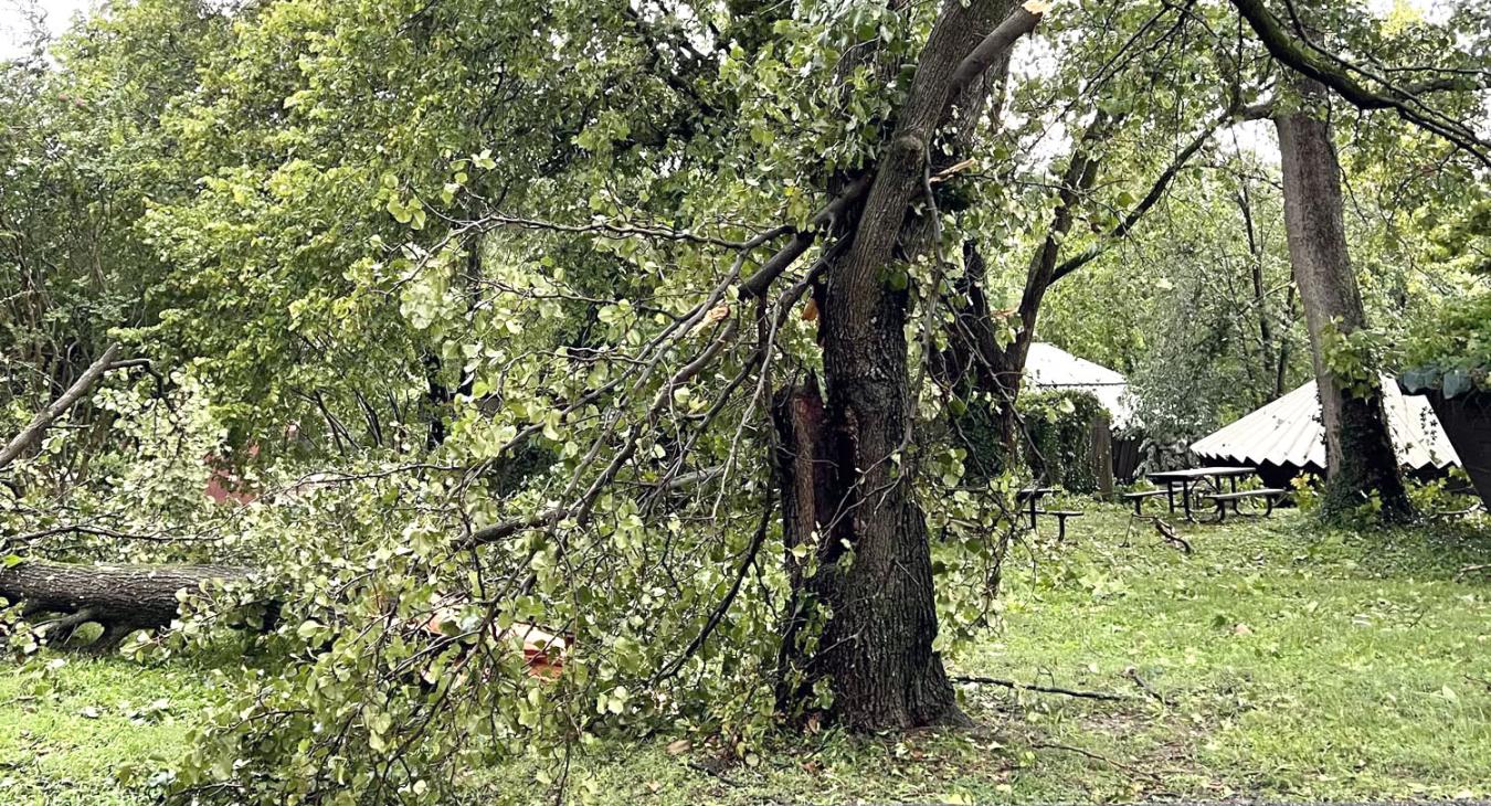 broken pear tree