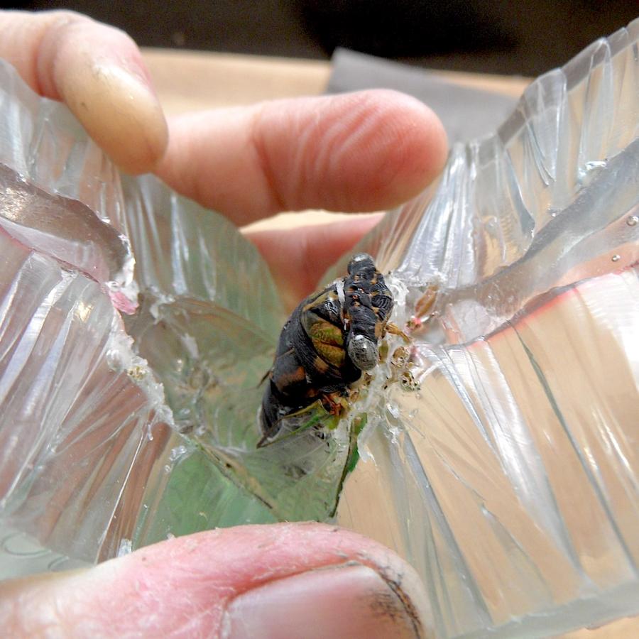 Pulling the bug from the rubber mold.