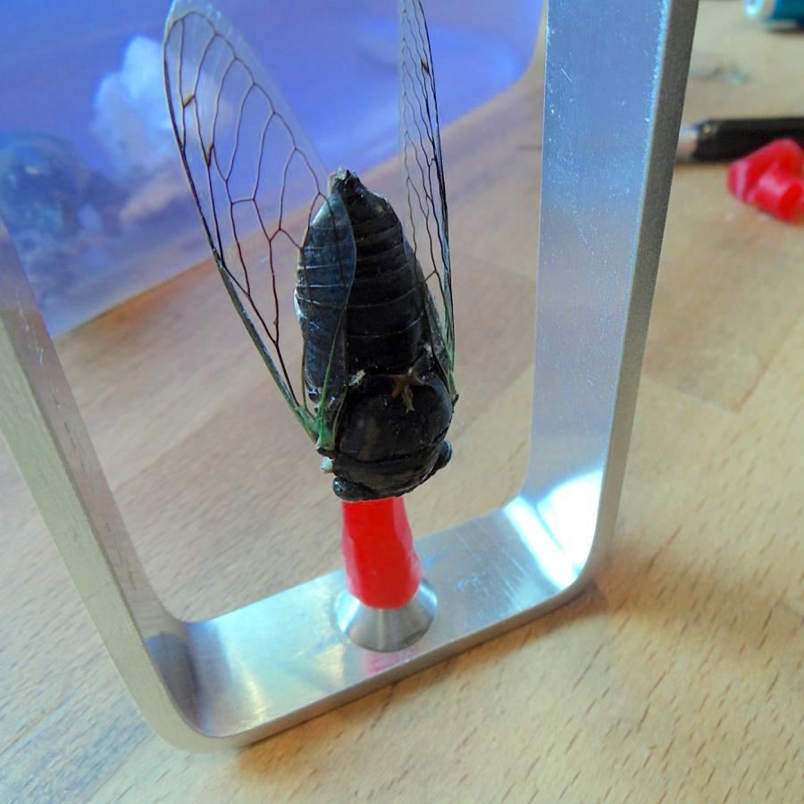 The bug in the mold frame.