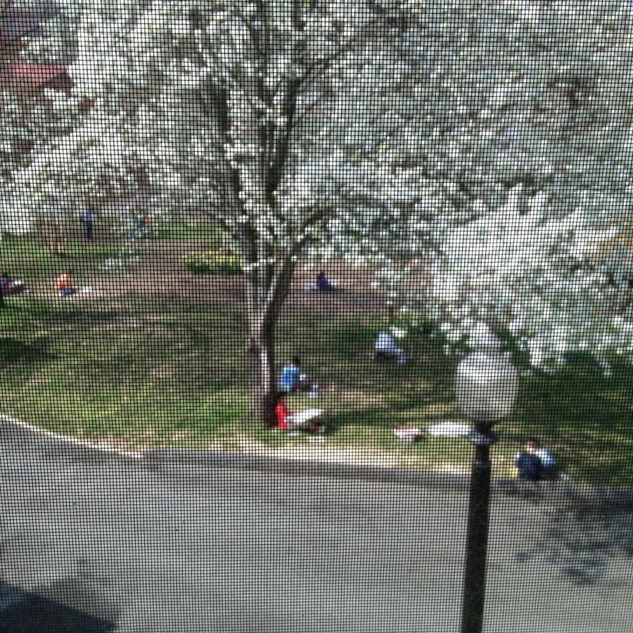 Children with sketch pads under flowering trees