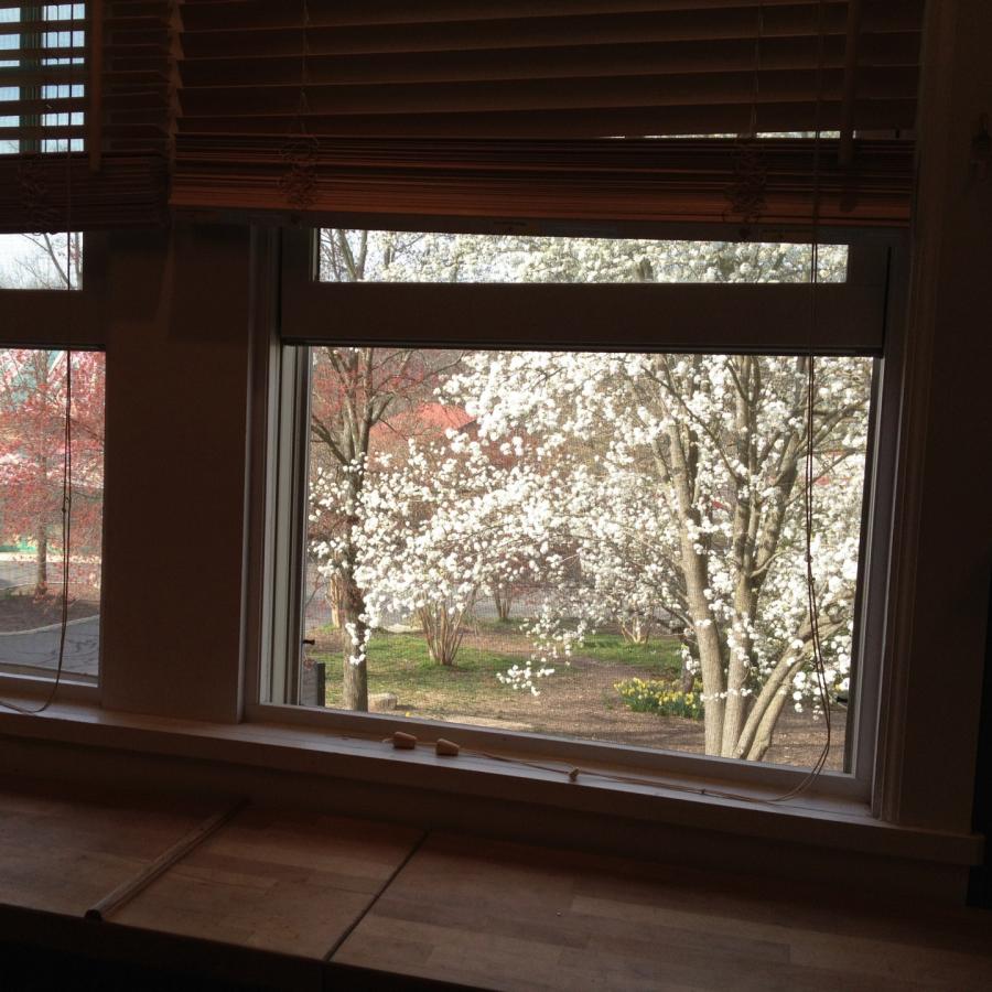 Spring has sprung outside my studio window at Glen Echo Park