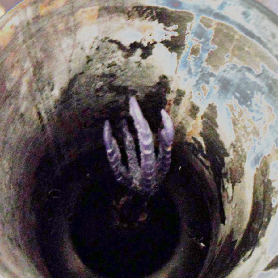 Bird claw wax ready for investment