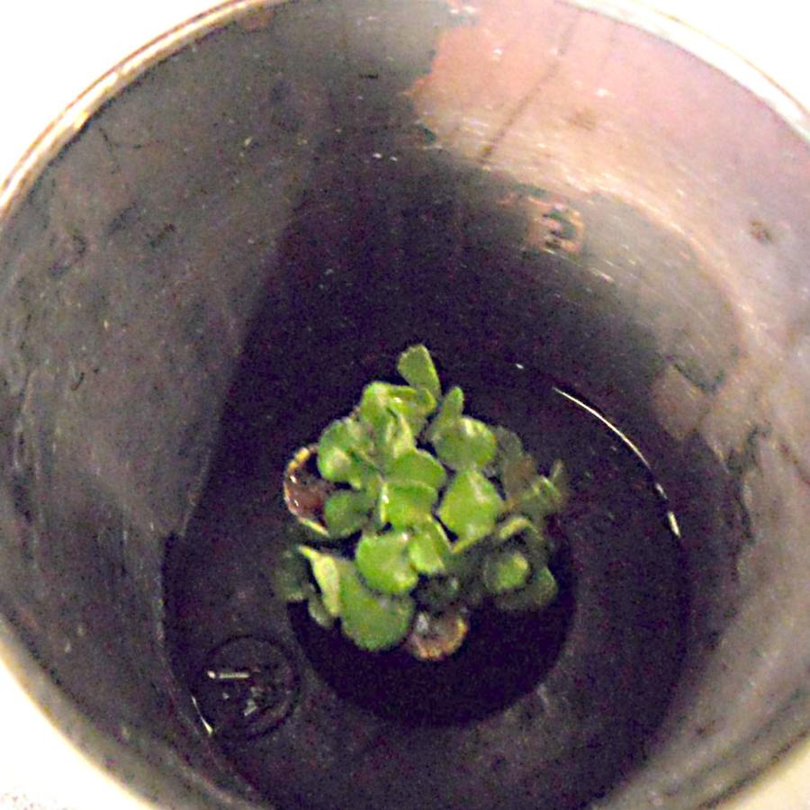 Succulent ready for investment