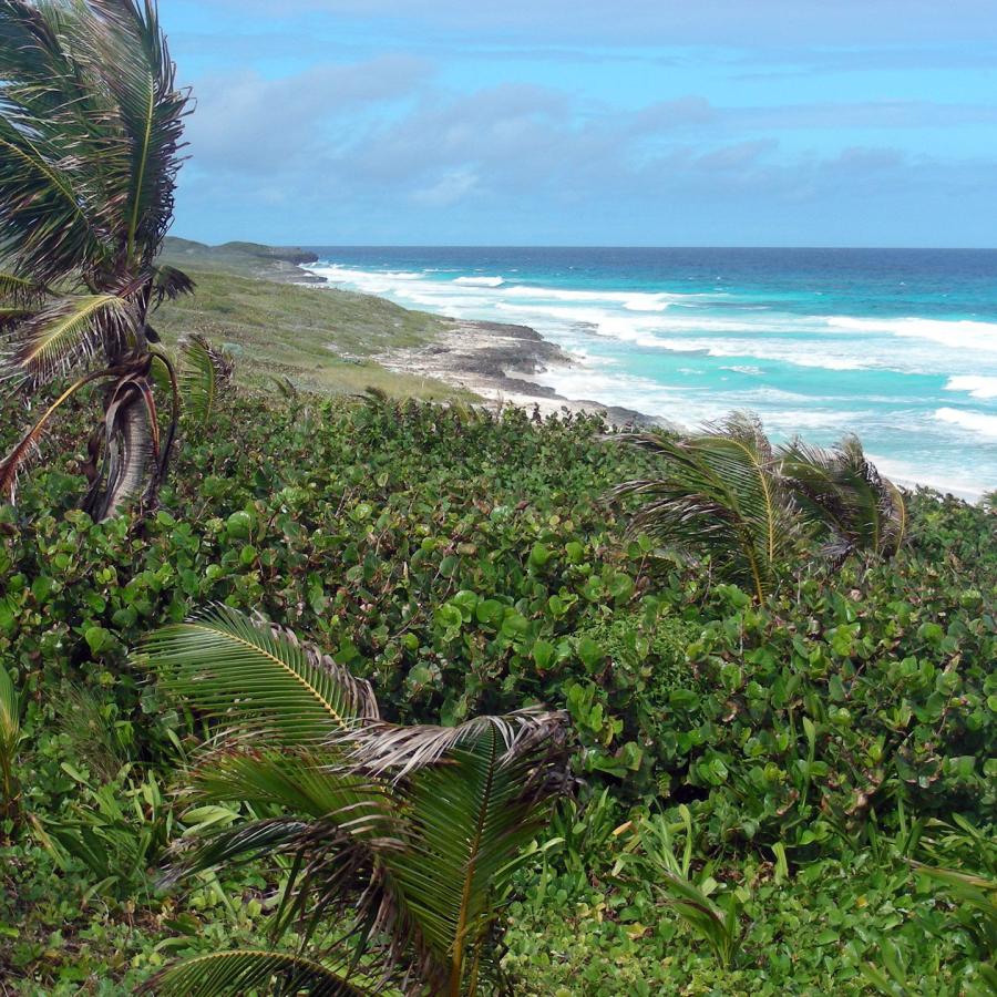 A view of grass and the beach in Long Island, The Bahamas