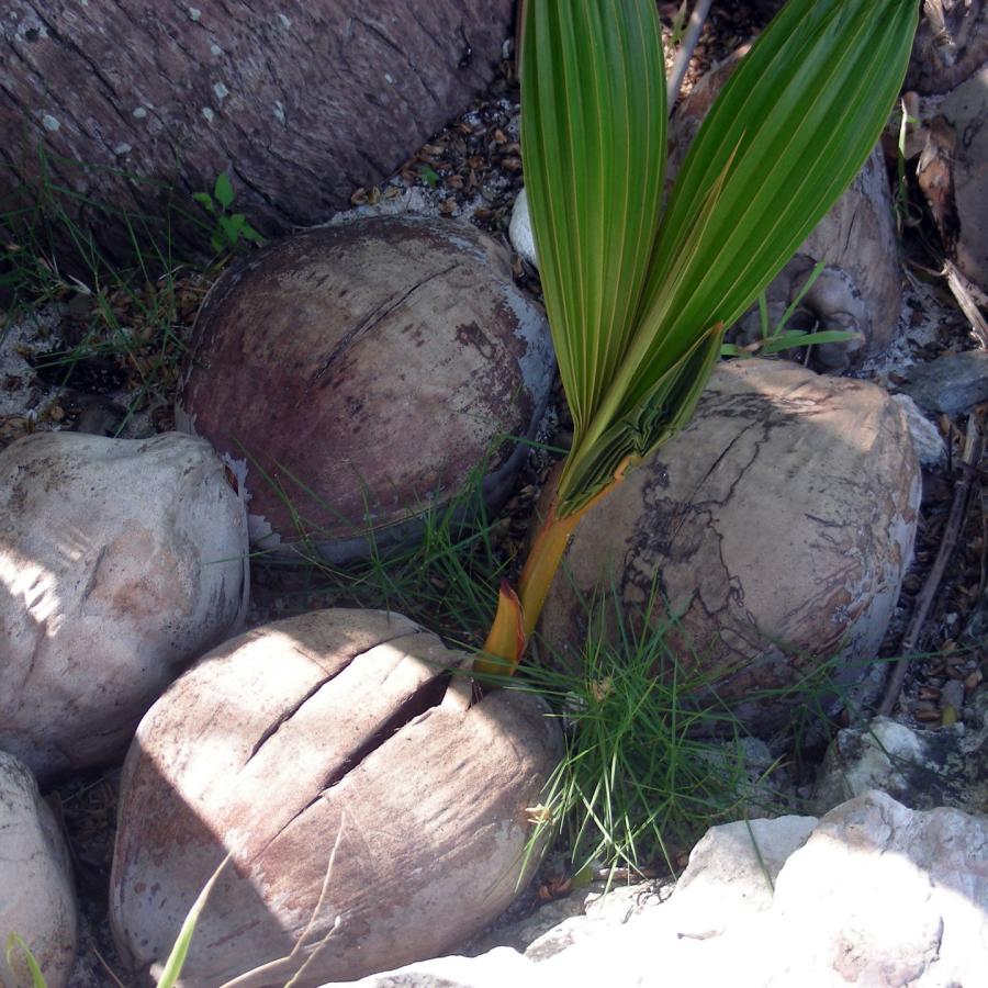 A sprouted coconut