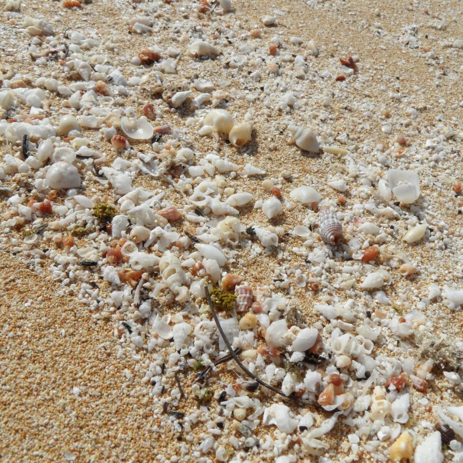 A bunch of tiny shells on the beach