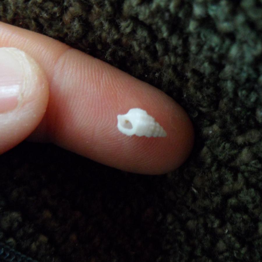A single tiny shell on Blair's finger
