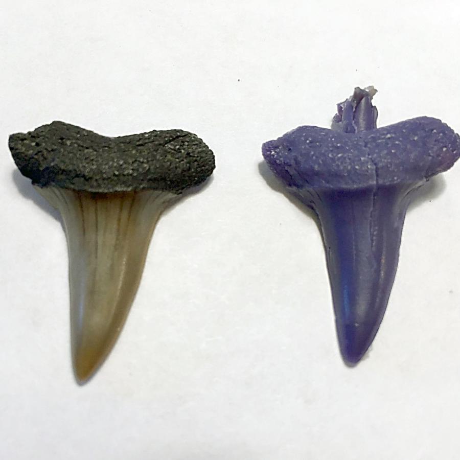 shark tooth and mold