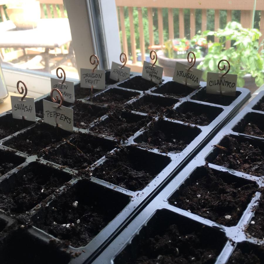 copper plant labels in dirt-filled trays with seedlings
