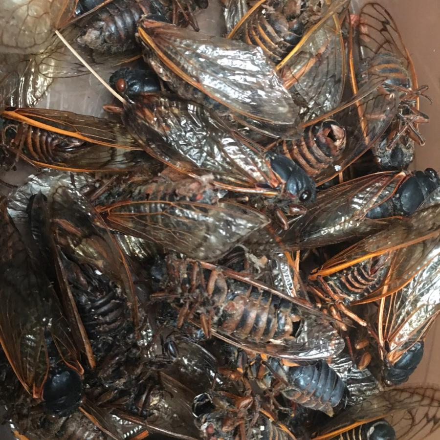 pile of dead black and orange cicadas