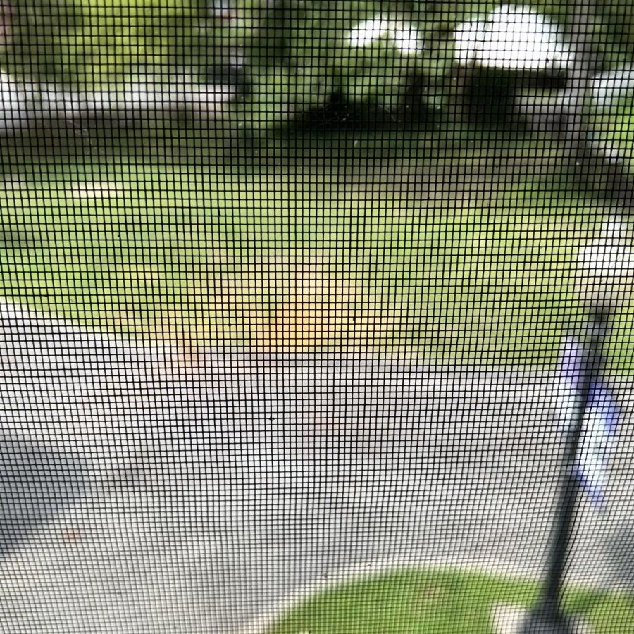 view outside studio window wear tree used to be