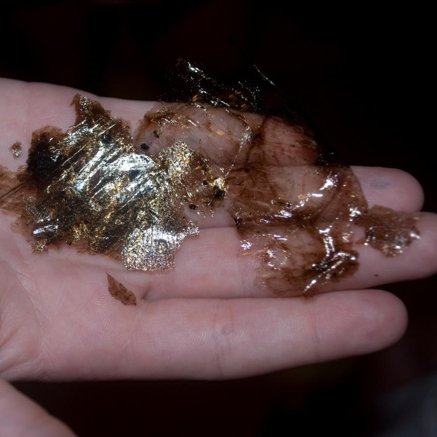 Limu O' Pele in hand