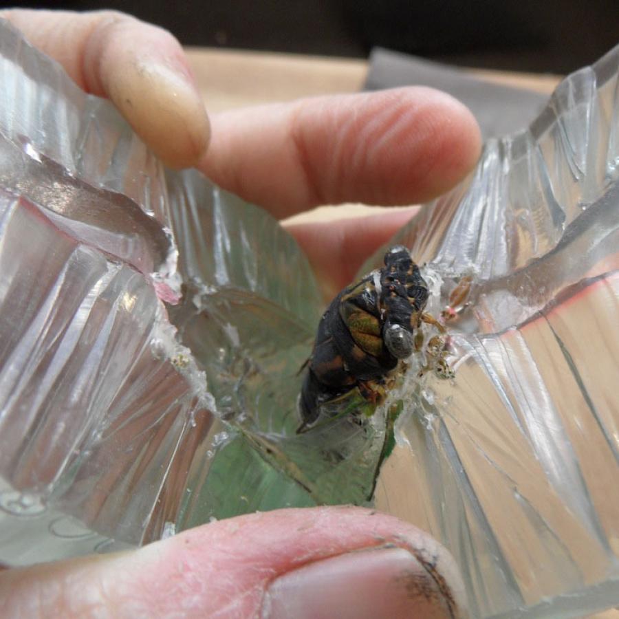 Cicada encased in clear plastic, held in hand.