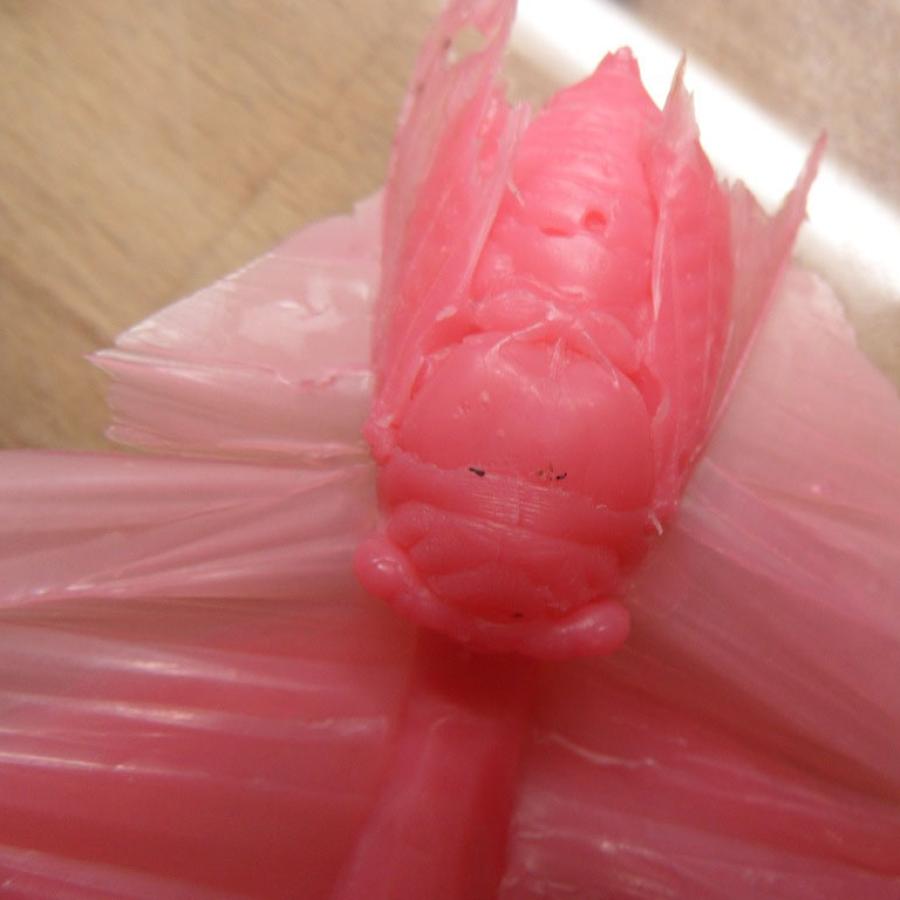 Pink wax model of a Cicada