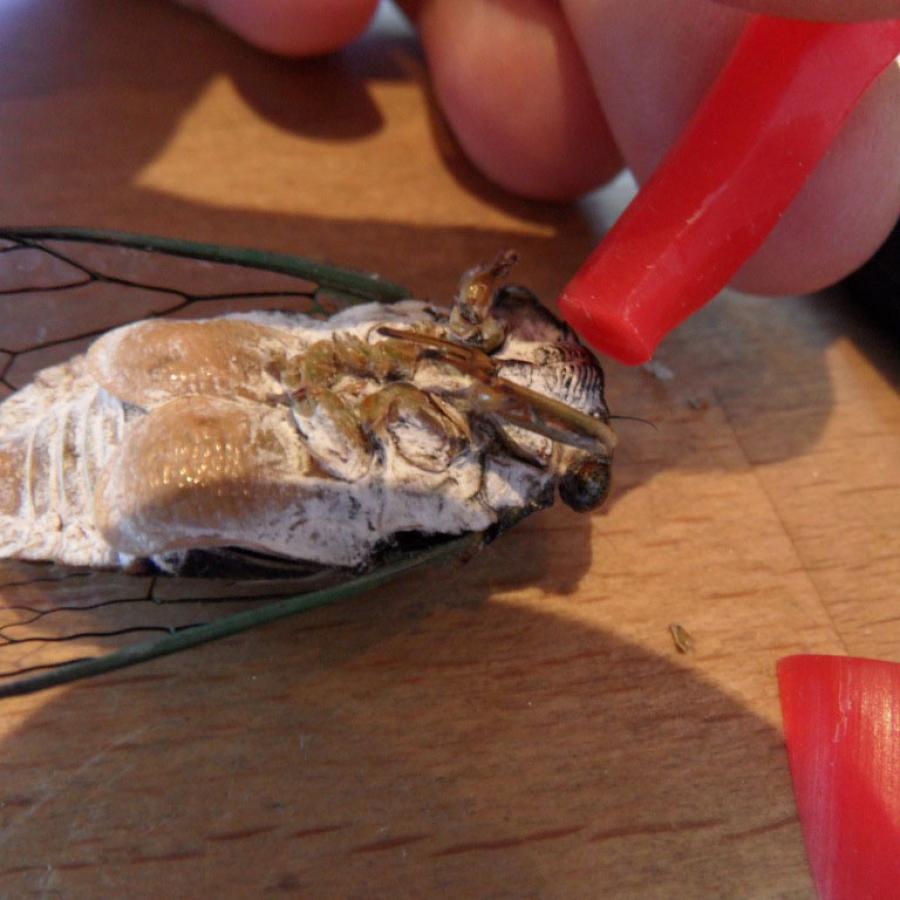 Cicada being mounted on sprue wax