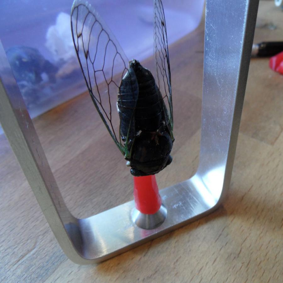 Cicada rests in a metal frame on a wooden surface.