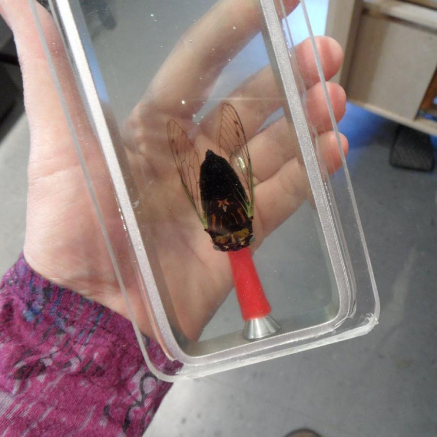Cicada in clear mold.