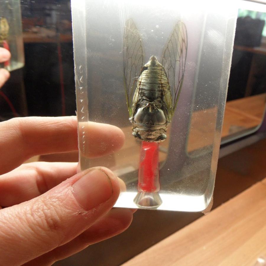 Cicada insect encased in clear block, held in hand.
