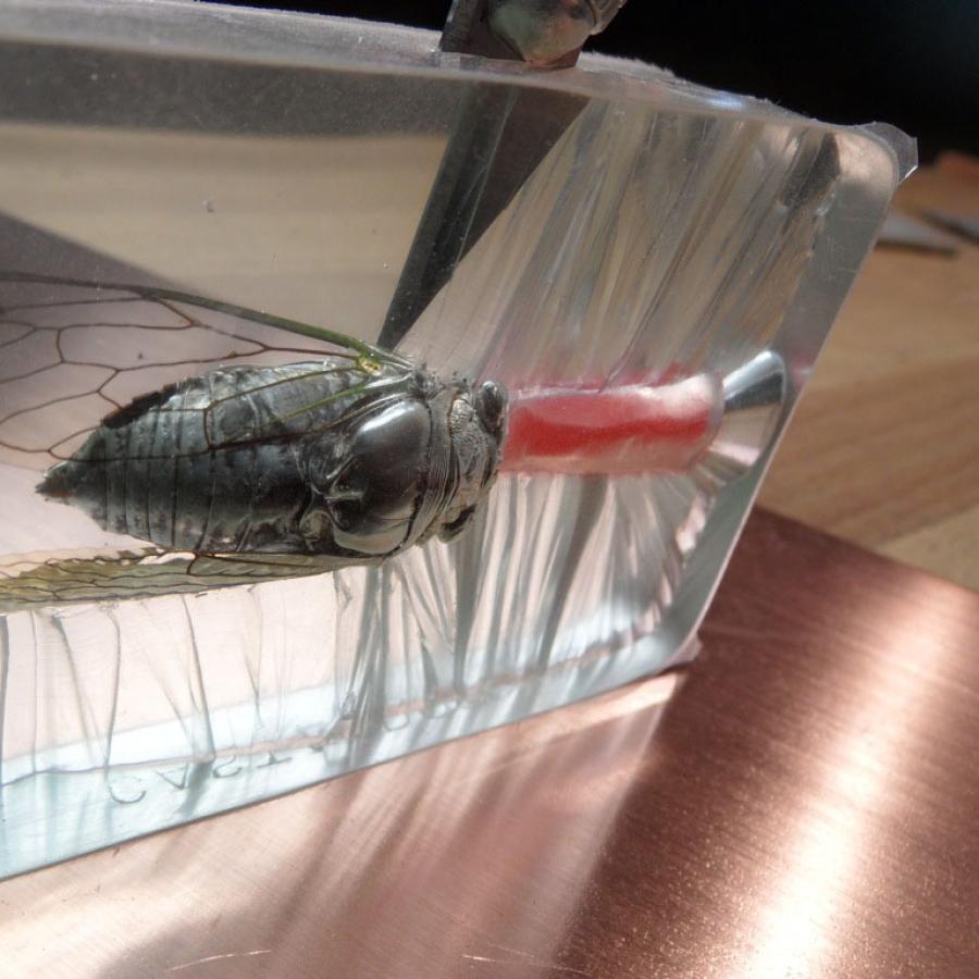 Cicada being cut from a rubber mold