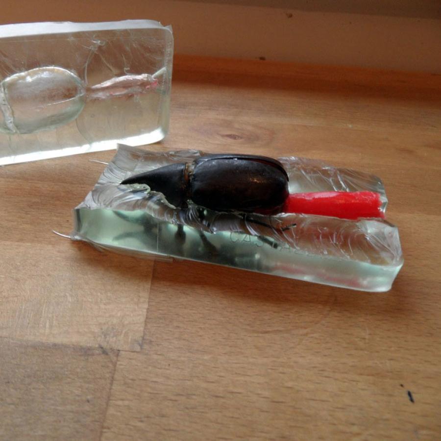 Beetle encased in rubber mold with red sprue wax connected.