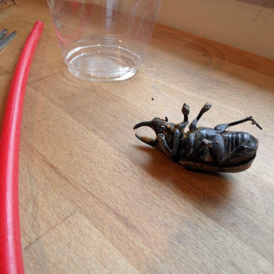 Photograph of a dead rhino beetle on its back.