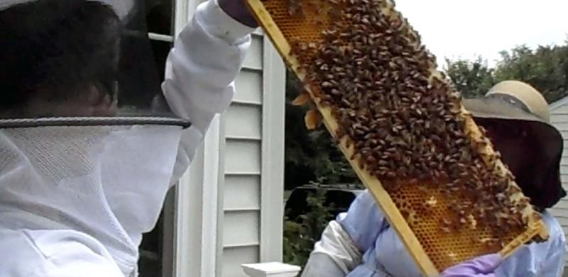 A beekeeper in a protective suit holds up a honeycomb frame covered in bees.