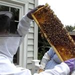 A beekeeper in a protective suit holds up a honeycomb frame covered in bees.